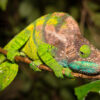 O’Shaughnessy’s Chameleon