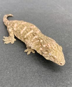 BABY HIGH PINK NU ANA LEACHIANUS GECKOS FOR SALE