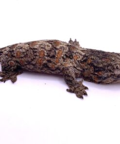 PURPLE NUU ANA LEACHIANUS GECKOS FOR SALE