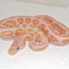 Lavender Albino Ball Python