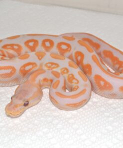 Lavender Albino Ball Python