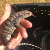 BABY ICE TEGU HET ALBINO FOR SALE