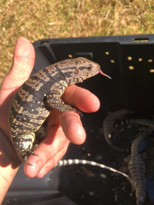 BABY ICE TEGU HET ALBINO FOR SALE