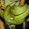 GREEN CAT EYE SNAKES FOR SALE