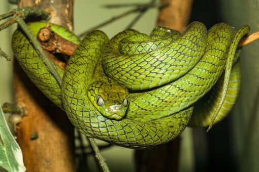 GREEN CAT EYE SNAKES FOR SALE