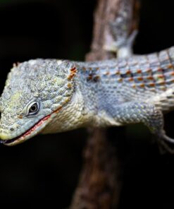 ABRONIA TAENIATA FOR SALE