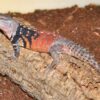 Baby Yucatan Spiny Tail Iguana Ctenosaura Defensor