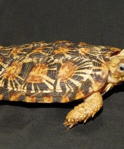 ADULT PANCAKE TORTOISE FOR SALE