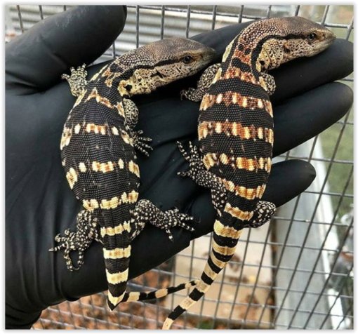 BABY SOUTH AFRICAN WHITE THROAT MONITORS FOR SALE