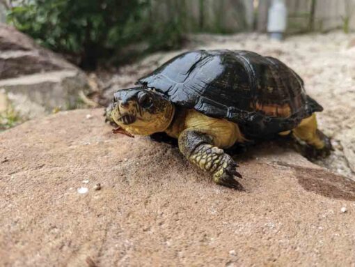 African Dwarf Mud Turtle For Sale