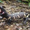 Baby Mexican Beaded Lizard