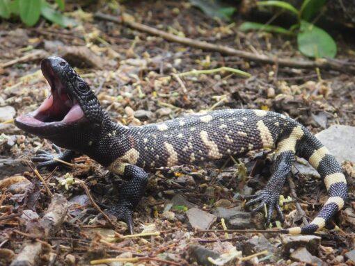 Baby Mexican Beaded Lizard