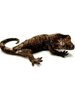 BABY MAINLAND CHAHOUA GECKO FOR SALE