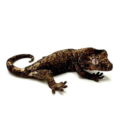 BABY MAINLAND CHAHOUA GECKO FOR SALE