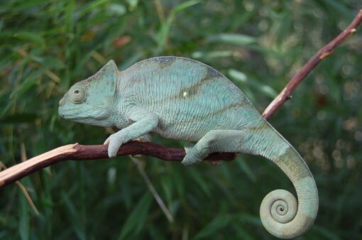 PARSON’S CHAMELEONS FOR SALE