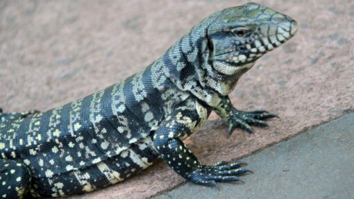 Tegus lizard