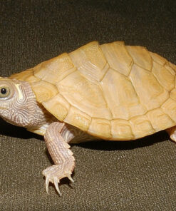 BABY PASTEL HYPO MISSISSIPPI MAP TURTLE FOR SALE