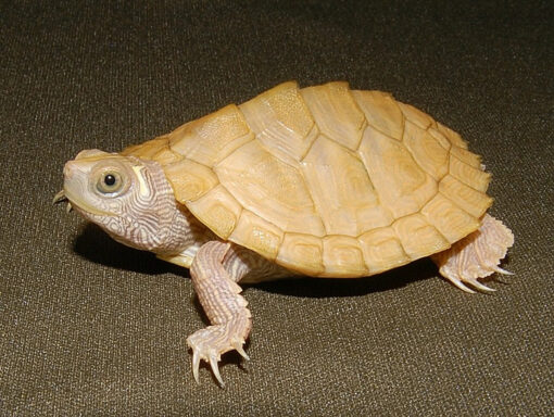 BABY PASTEL HYPO MISSISSIPPI MAP TURTLE FOR SALE