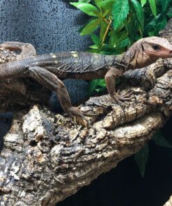 BABY SPINY NECK MONITORS FOR SALE