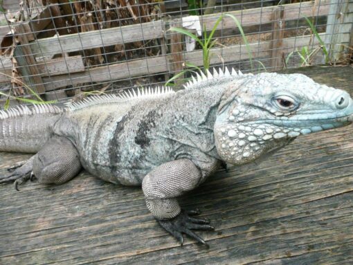 CAYMAN BRAC IGUANAS FOR SALE