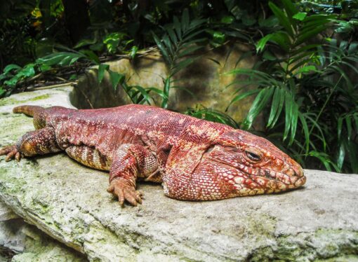 PARAGUAYAN RED TEGU