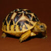 BABY SRI LANKAN STAR TORTOISE FOR SALE