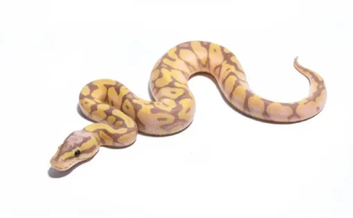 Scaleless Ball Python