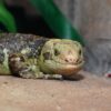 MONKEY TAILED SKINK FOR SALE