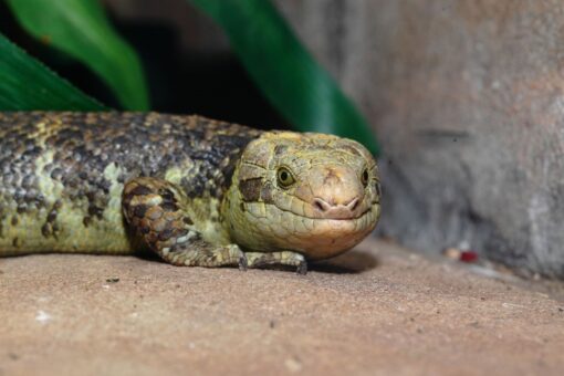 MONKEY TAILED SKINK FOR SALE