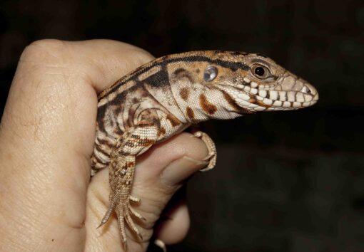 BABY RED ANERTHERYSTIC TEGU FOR SALE