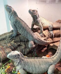 RHINO IGUANAS FOR SALE