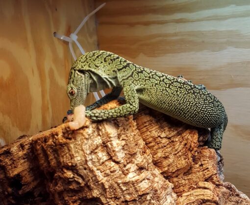 BABY KORDENSIS GREEN TREE MONITOR FOR SALE