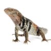 OAXACANA SPINY TAIL IGUANA FOR SALE