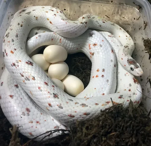 Palmetto Corn Snake