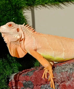 BABY ALBINO IGUANA FOR SALE