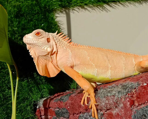 BABY ALBINO IGUANA FOR SALE