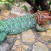 CAIMAN LIZARD FOR SALE