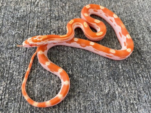 Motley Corn Snake