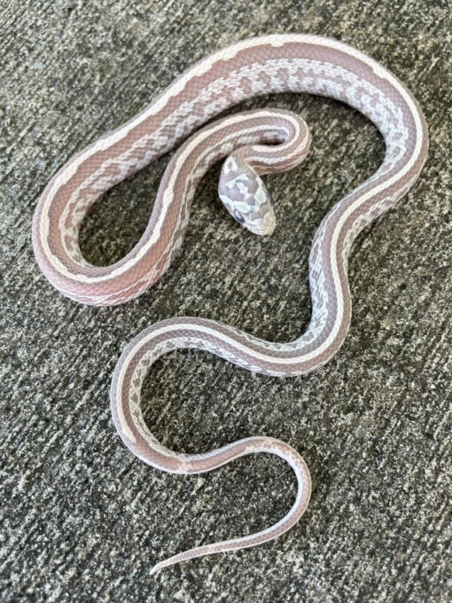 Tessera Corn Snake