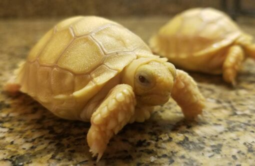 BABY IVORY SULCATA TORTOISE FOR SALE