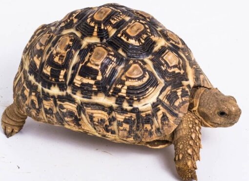 ADULT FEMALE LEOPARD TORTOISES FOR SALE