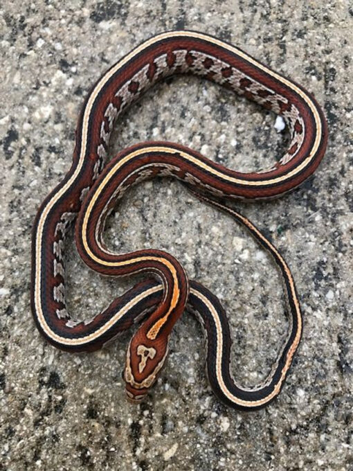 Okeetee Tessera Corn Snake