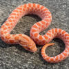 Pink Pastel Albino Hognose