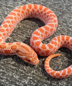 Pink Pastel Albino Hognose