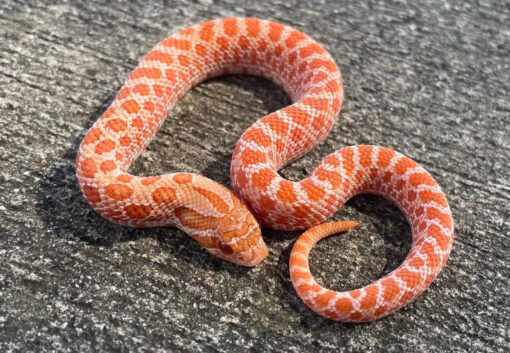 Pink Pastel Albino Hognose