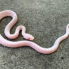 Blizzard Corn Snake