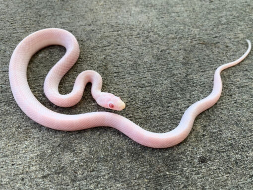 Blizzard Corn Snake