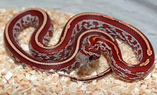 Sunkiss Tessera Corn Snake