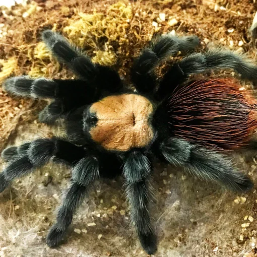 Mexican Golden Red Rump Tarantula