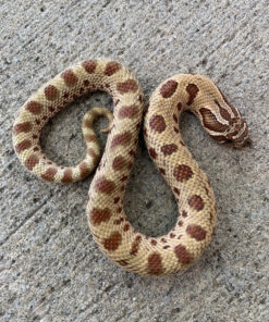 Toffee Phase Western Hognose Snake